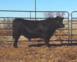 COMMERCIAL ANGUS BULLS 