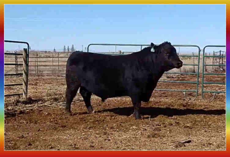 Herd Sire